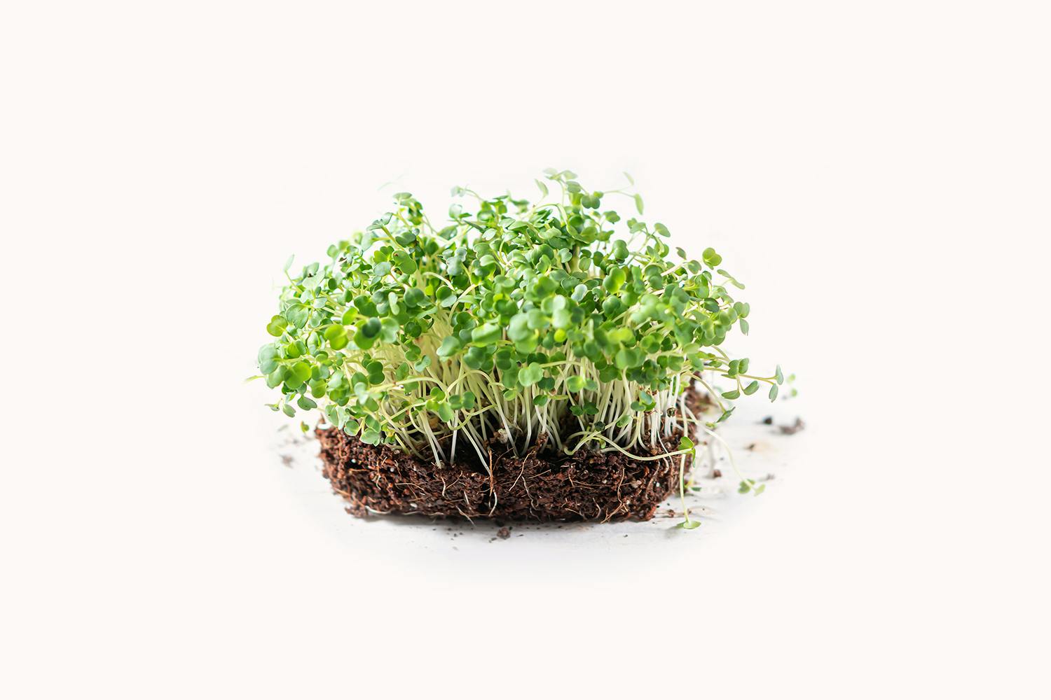 Mustard Microgreens