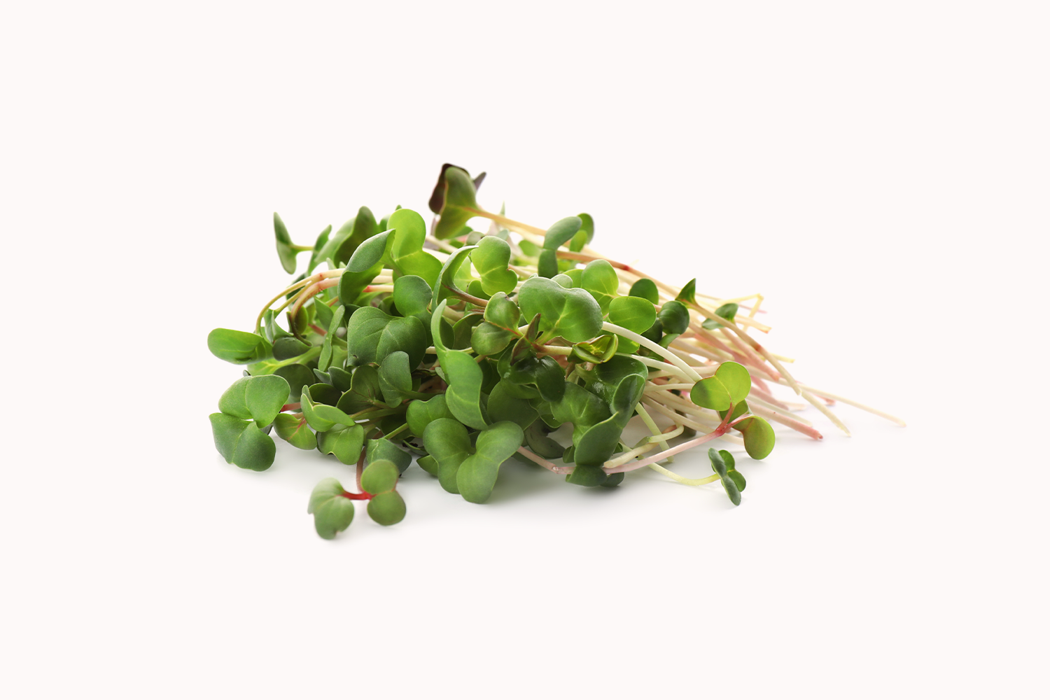 Radish Microgreens